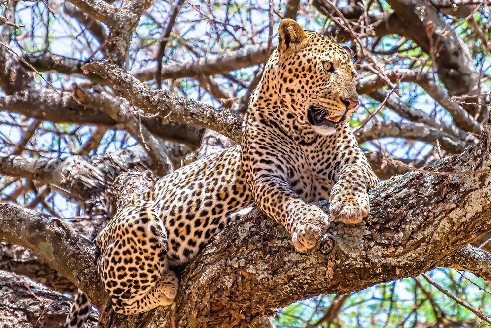 african-leopard-sitting-tree-looking-around-jungle_181624-16992.jpg