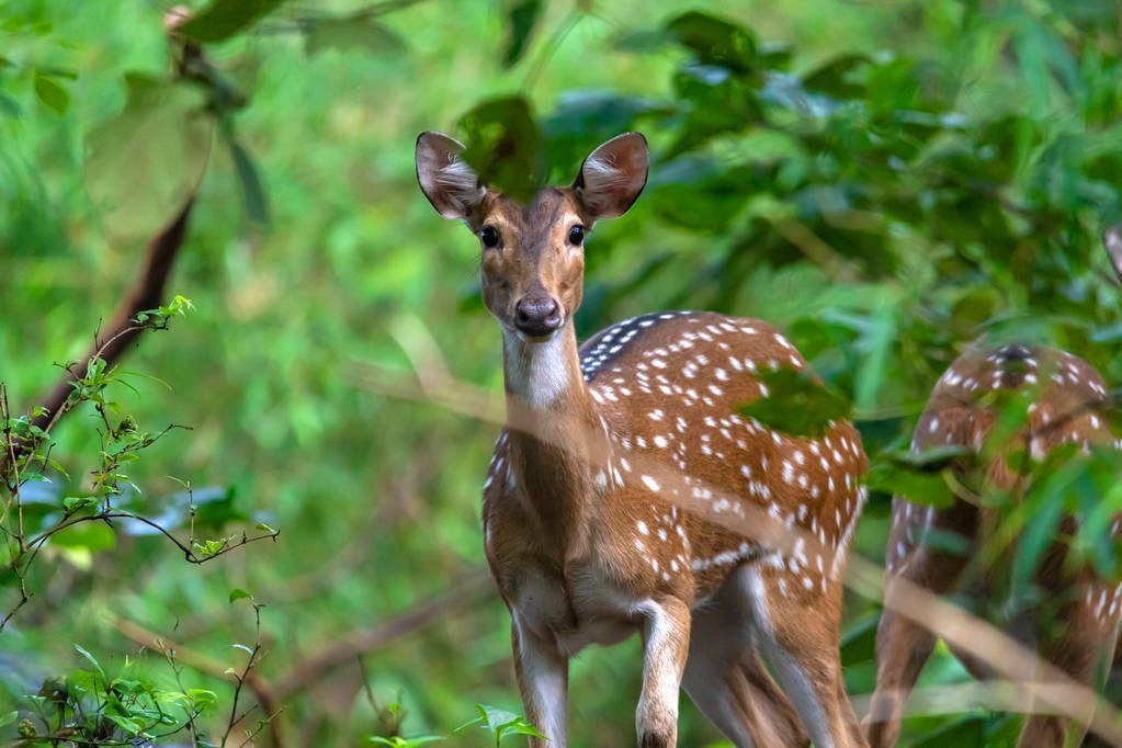 stock-photo-cheetal-chital-deer-also-known-spotted-deer-lush-forest-meadow.jpeg