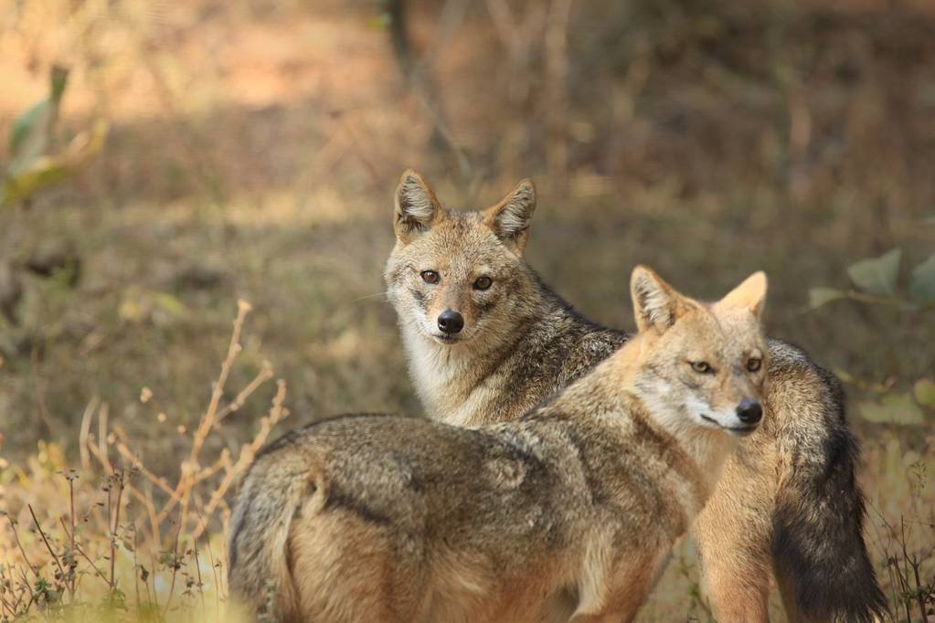 stock-photo-golden-jackal-pair-evening-time-bandhavgarh-nation-park-india.jpeg