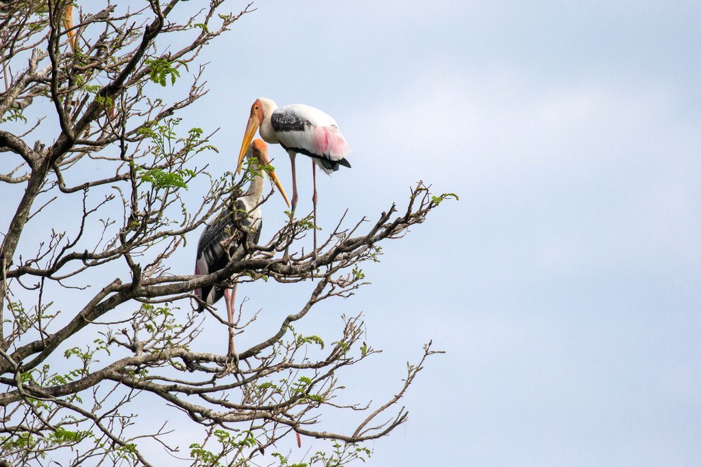 stock-photo-painted-storks.jpeg