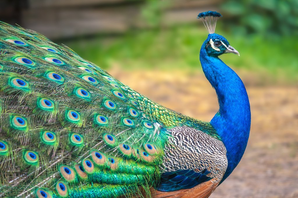 stock-photo-peacock-with-spread-wings.jpeg